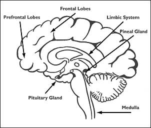 brain-2-.jpg